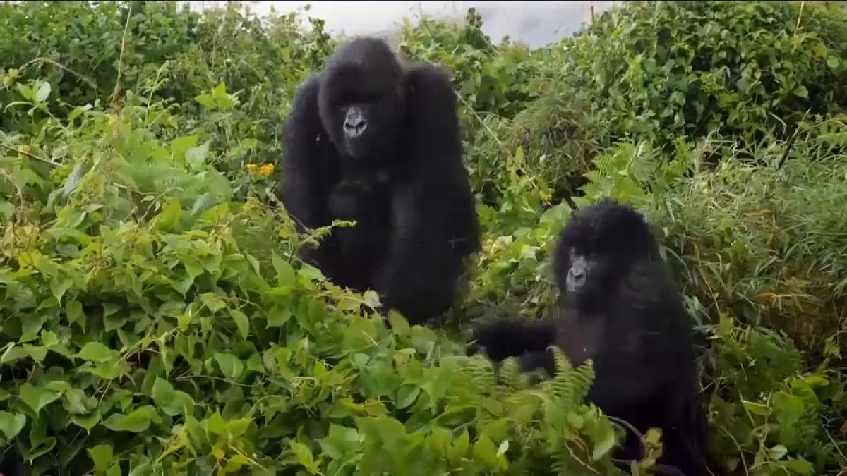 Amicizia e Salute nei Gorilla di Montagna: Il Doppio Volto dei Legami Sociali nel Parco Nazionale dei Vulcani