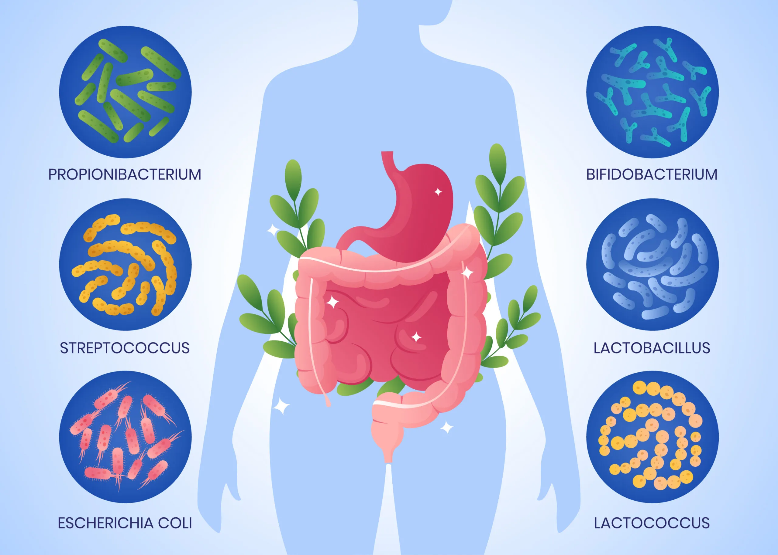 Diete yo-yo e salute intestinale: rischi sul microbiota