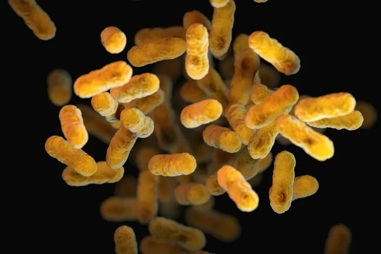 Cervello e batteri intestinali: una comunicazione diretta
