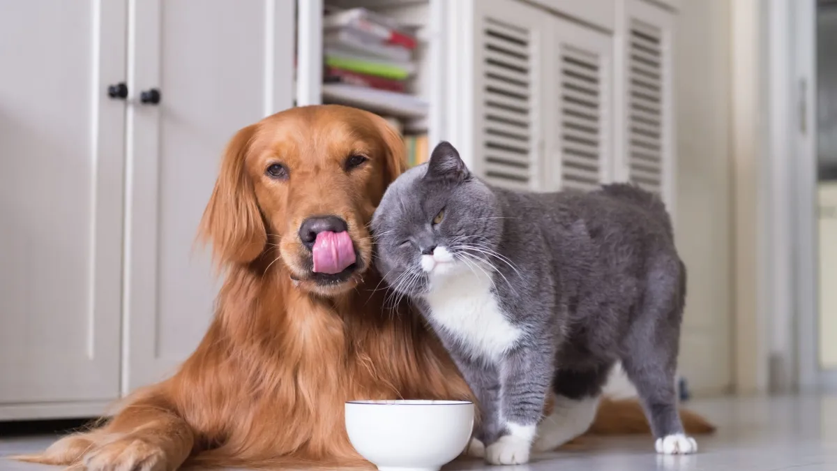 Boom della Domanda di Pet Food in Italia: Deliveroo Segna un +1300% negli Ordini del 2025