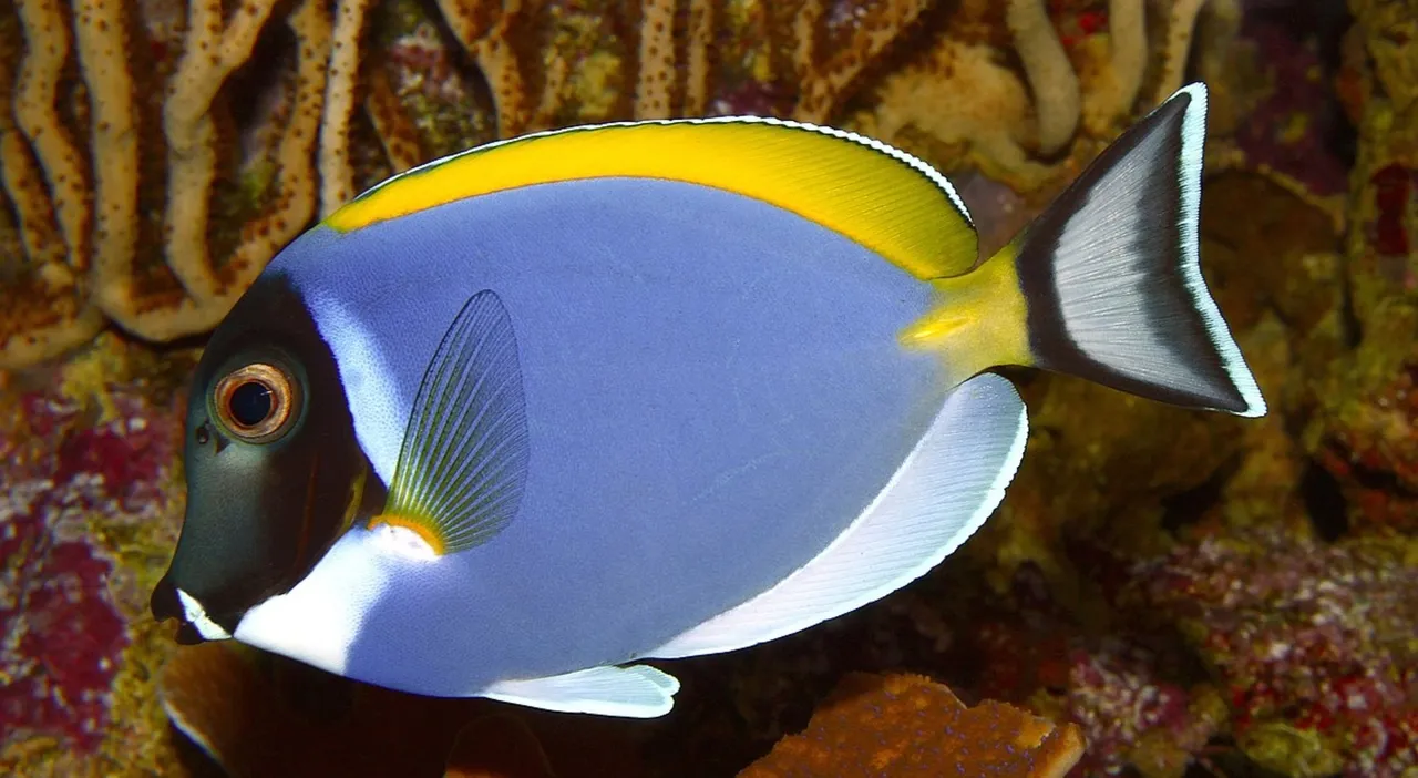 Scoperta una nuova specie di pesce chirurgo nelle acque italiane: il caso Acanthurus xanthopterus