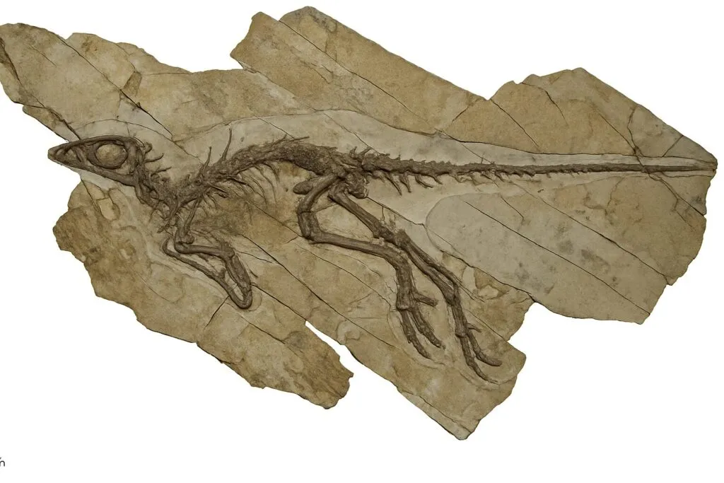 Scoperto in Cina un dinosauro che cinguettava come un uccello