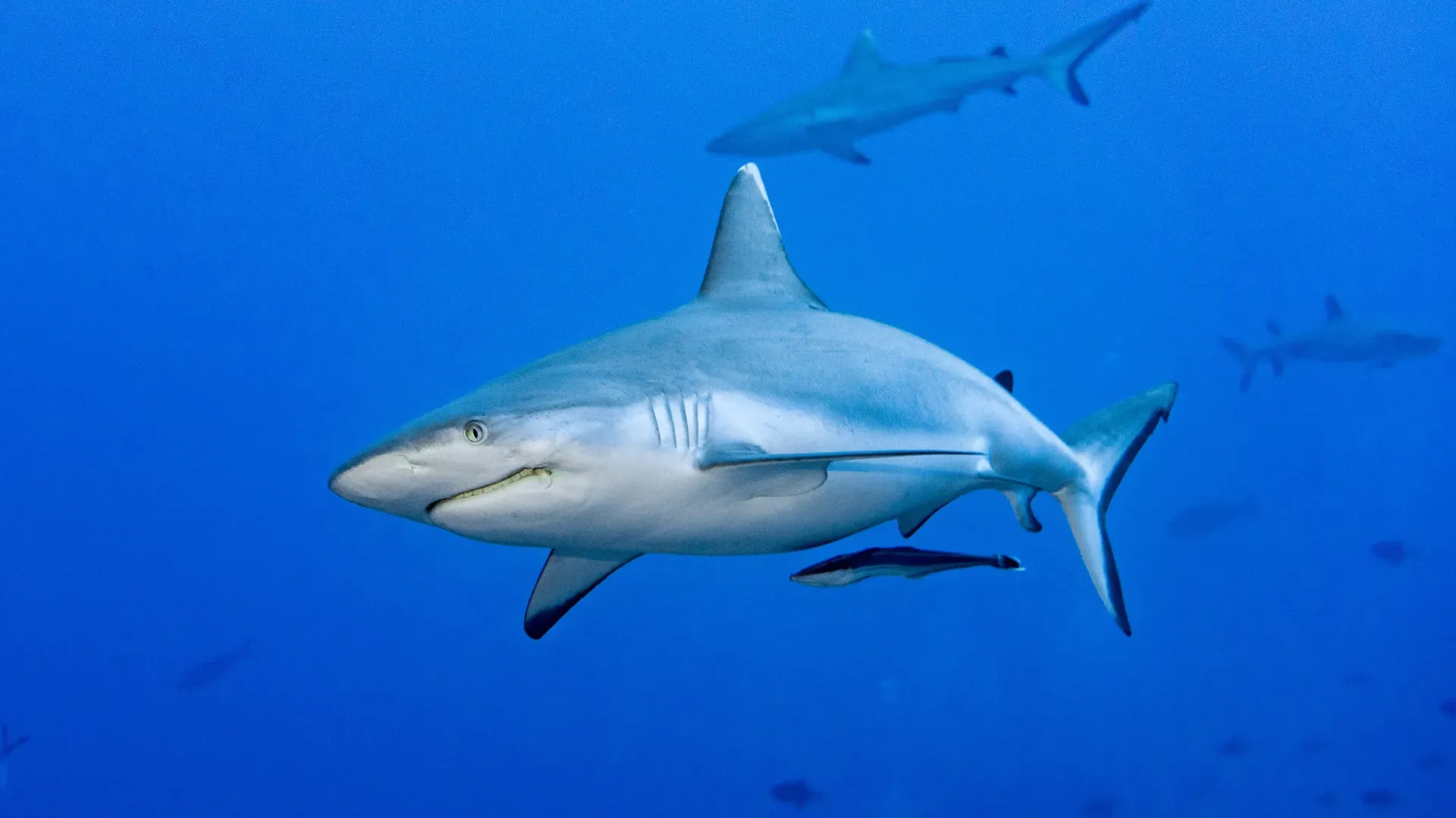 L'acidificazione degli oceani e la minaccia nascosta per la salute dei denti degli squali: una sfida per l'ecosistema marino