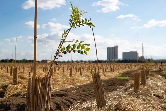 Agugiaro & Figna Molini: Il Bosco del Molino e la Farina CO2 Free. Verso un Futuro Sostenibile nell’Industria Alimentare
