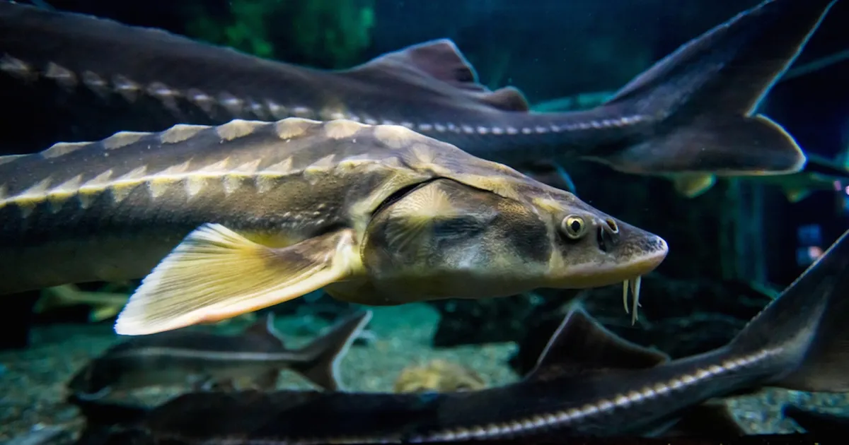 Il ritorno dello storione dell’Adriatico: una rinascita nei fiumi italiani grazie alla scienza e alla collaborazione