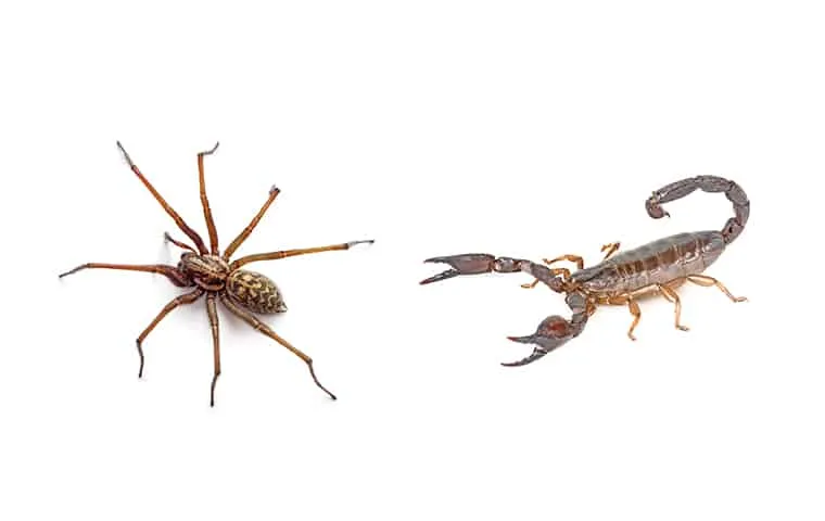 Ragni e scorpioni: un'origine marina sorprendente