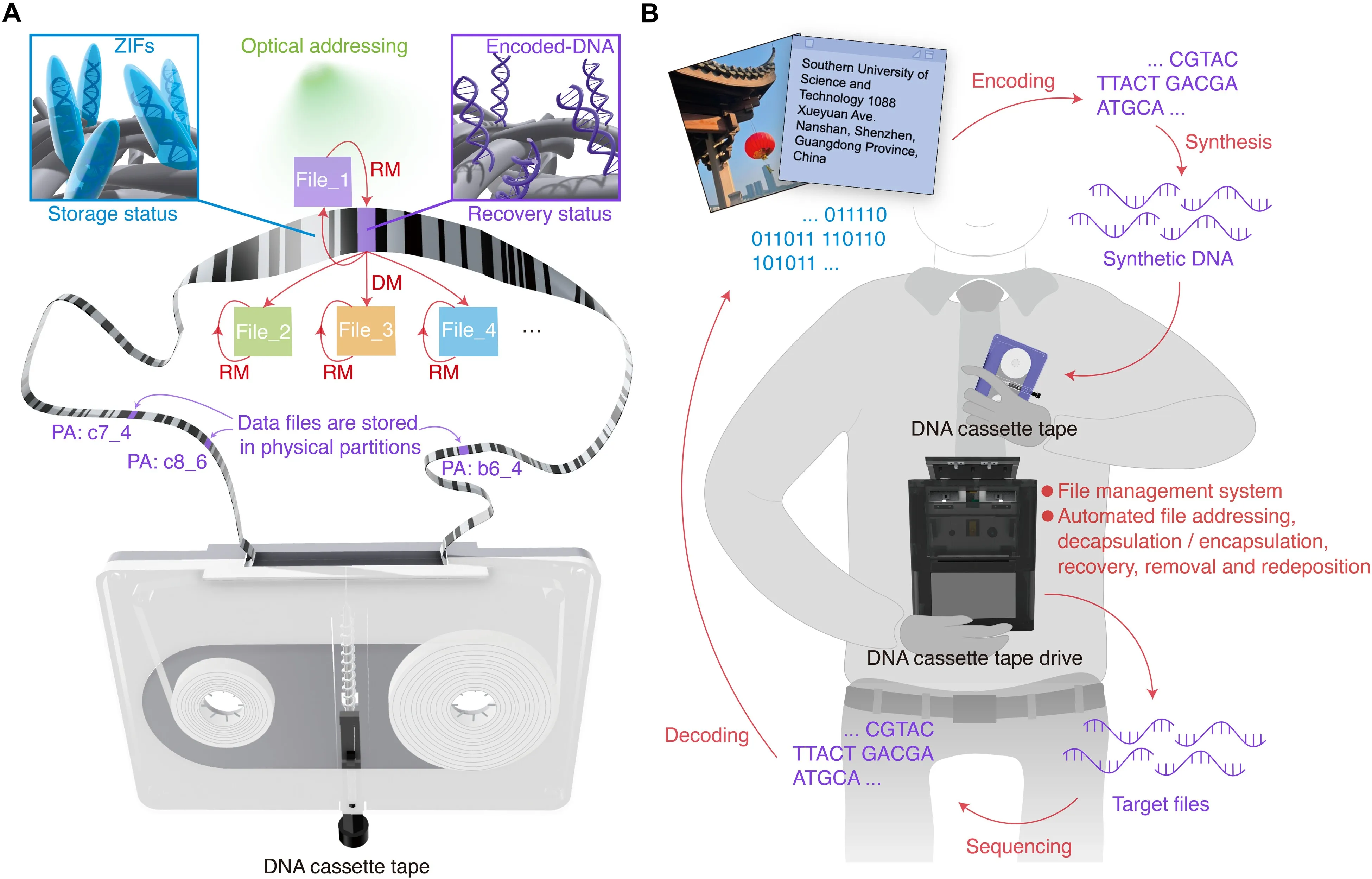 Dal Nastro Magnetico al DNA: L’evoluzione rivoluzionaria dell’archiviazione dati secondo il prototipo della Southern University of Science and Technology di Shenzhen