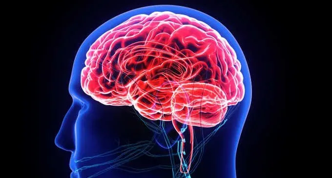 La Via Nascosta delle Emozioni: Come il Cervello Trasforma Sentimenti in Azioni Secondo la Nuova Ricerca Italiana