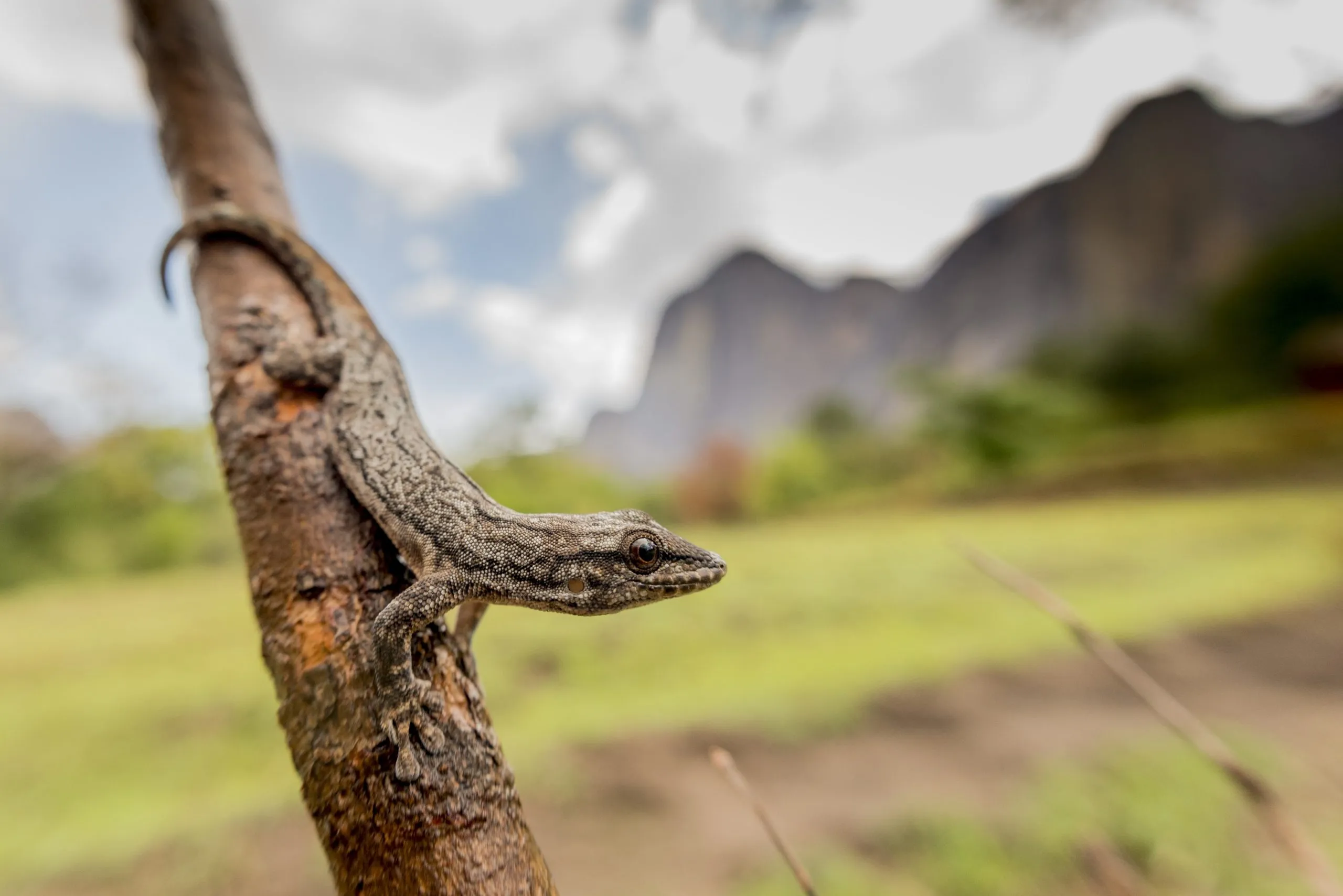 Una Nuova Scoperta in Madagascar: Il Geco Microendemico 'Paragehyra tsaranoro' e le Sfide della Conservazione