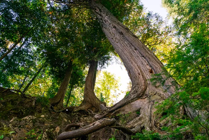 Foreste e futuro del legno: l’allarme di Vacchiano sulla fotosintesi e il rischio climatico