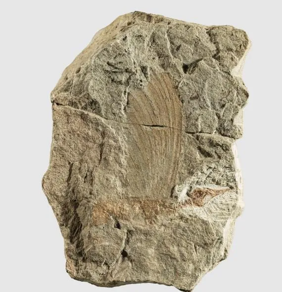 Il Mirasaura grauvogeli: nuovo fossile riscrive l’evoluzione