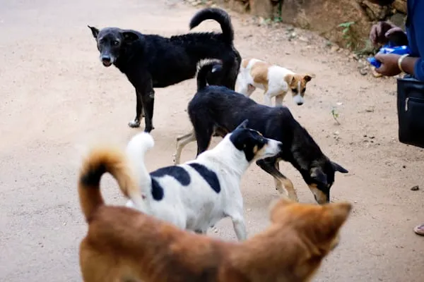 A Lentini 48 cani randagi circondano la scuola e il Comune non interviene