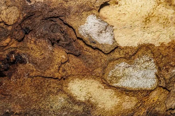 AI e Fantasmi Molecolari: Le Origini Della Vita Rivelate in Rocce di 3,3 Miliardi di Anni