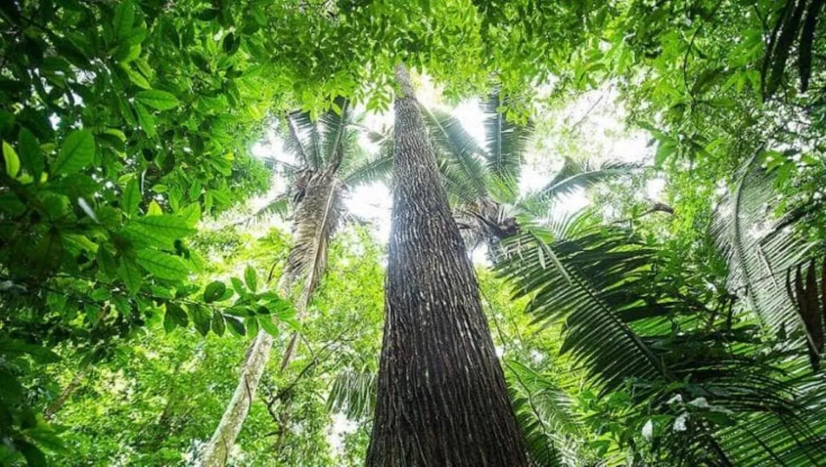 Gli alberi dell’Amazzonia crescono più rapidamente: nuove scoperte sulla resilienza delle foreste all’aumento della CO2