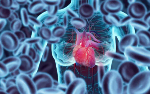 La nuova frontiera della cardiologia: il gene Ccna2 e la rigenerazione del cuore dopo l’infarto