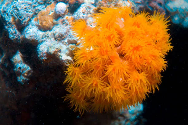 Il ritorno del corallo arancione a Bagnoli: un esempio virtuoso di restauro ambientale nel Golfo di Napoli