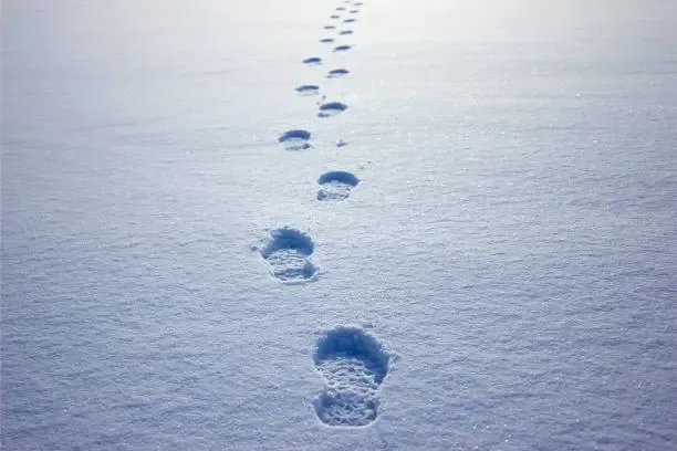 Apre le Olimpiadi Invernali 2026 lo studente-eroe della neve: Riccardo simbolo di resilienza alla cerimonia di San Siro