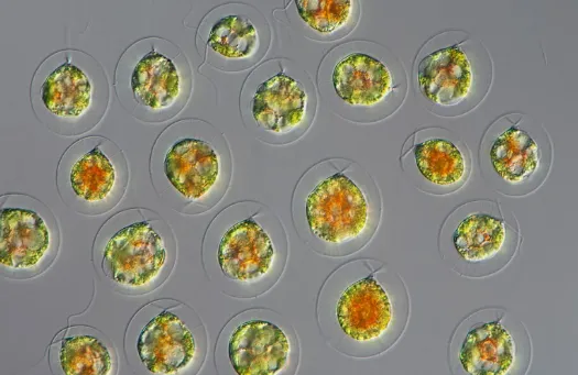 Utilizzo delle microalghe per la rimozione della CO₂ oceanica: una prospettiva innovativa