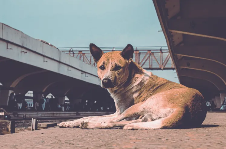 Cani blu a Chernobyl: niente radiazioni, solo un bagno chimico
