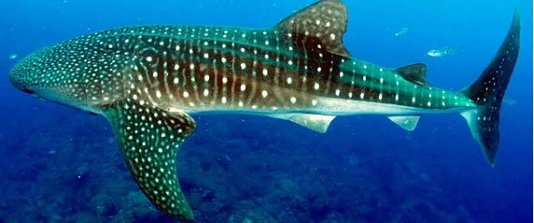 Cicatrici umane sui giganti del mare: la pesca e il turismo mettono a rischio gli squali balena