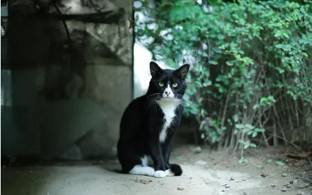 Predator Free 2050: la Nuova Zelanda vara il piano anti‑gatti randagi