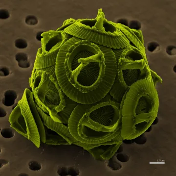Coccolitofori: Microrganismi Invisibili, Pilastri del Clima Terrestre