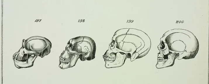 24 novembre: Evolution Day e l'eredità de 'L'origine delle specie' di Darwin