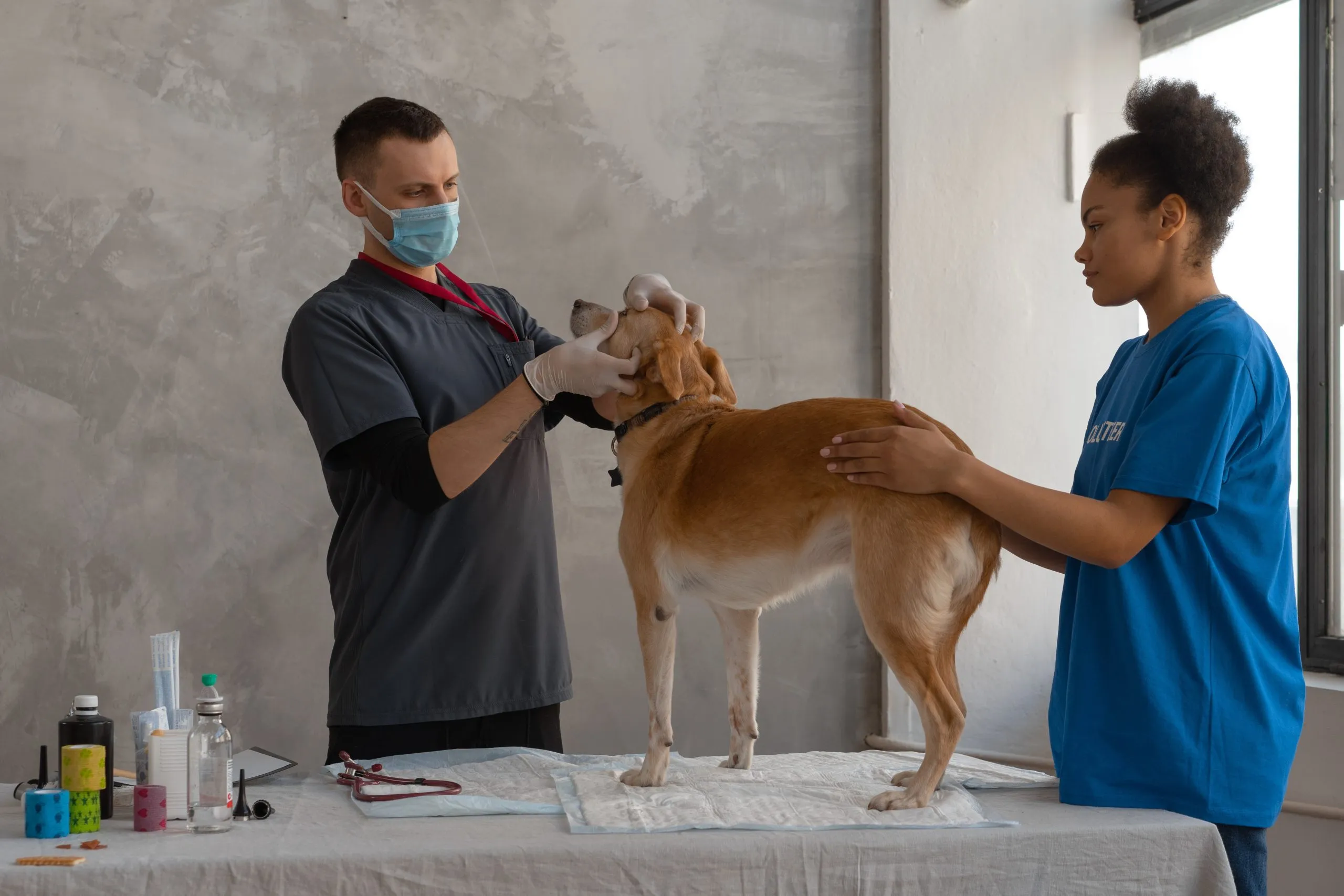  Per questo Anno Accademico ci saranno  1.375 Posti a Medicina Veterinaria, 103 in più rispetto all’Anno Scorso