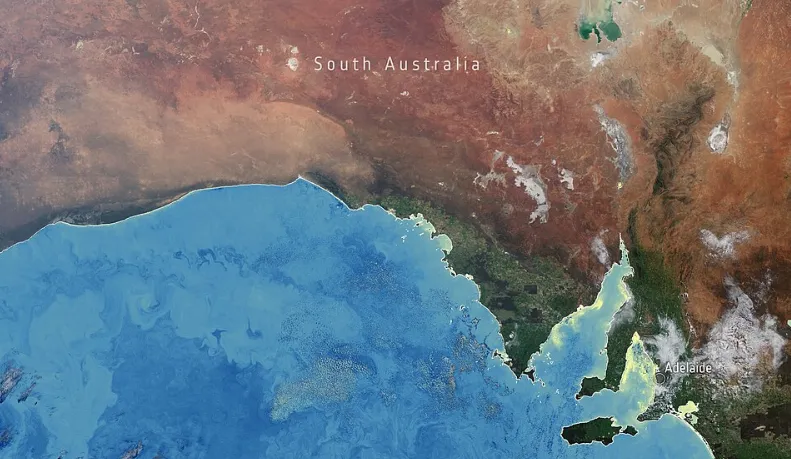 Australia, la fioritura algale tossica che non si ferma: un anno di devastazione lungo le coste del Sud