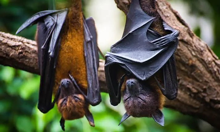 Bat1K riscrive la storia dei pipistrelli: nati in Europa dopo i dinosauri