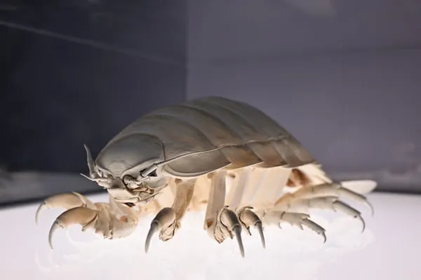 Bathynomus: il gene 'preso in prestito' da un batterio frena la fame
