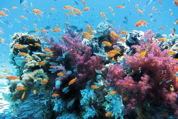 Batteri di alghe e coralli anticipano il collasso degli ecosistemi marini