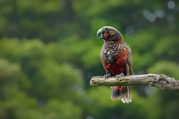 Bruce, il pappagallo kea senza becco che ha vinto 36 scontri su 36: la scienza spiega come