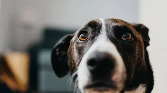 Cani, il cervello segmenta le parole con lo stesso bias del neonato