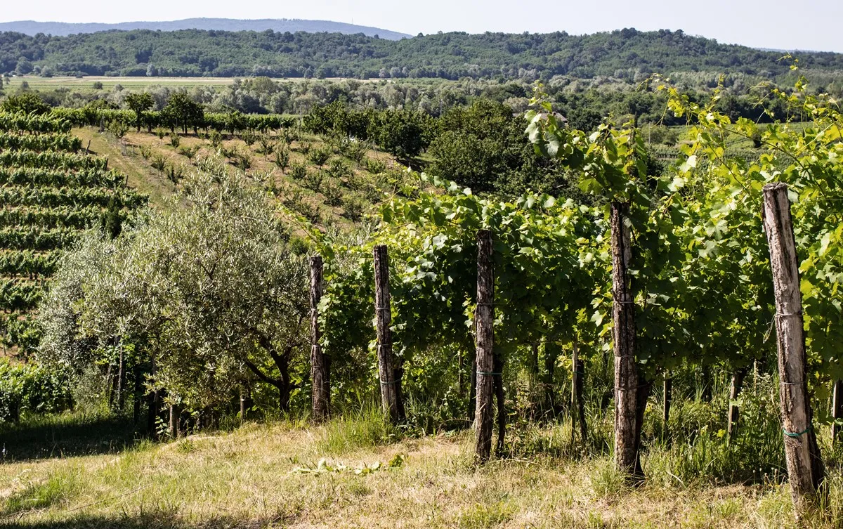 Collio e Brda: Nasce un Parco d’Arte Transfrontaliero tra Vigneti, Giovani Artisti e Nuove Frontiere Culturali