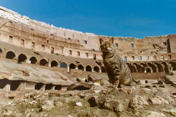 Il Viaggio Millenario del Gatto Domestico: Dall'Africa del Nord all'Europa al Seguito dell'Impero Romano