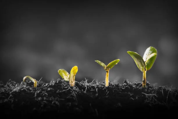 Coltivare ceci sulla Luna: la scienza dimostra che è possibile, ma solo con compost e funghi