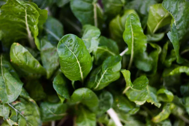 Come la fotosintesi degli spinaci cura l'occhio secco: la ricerca NUS