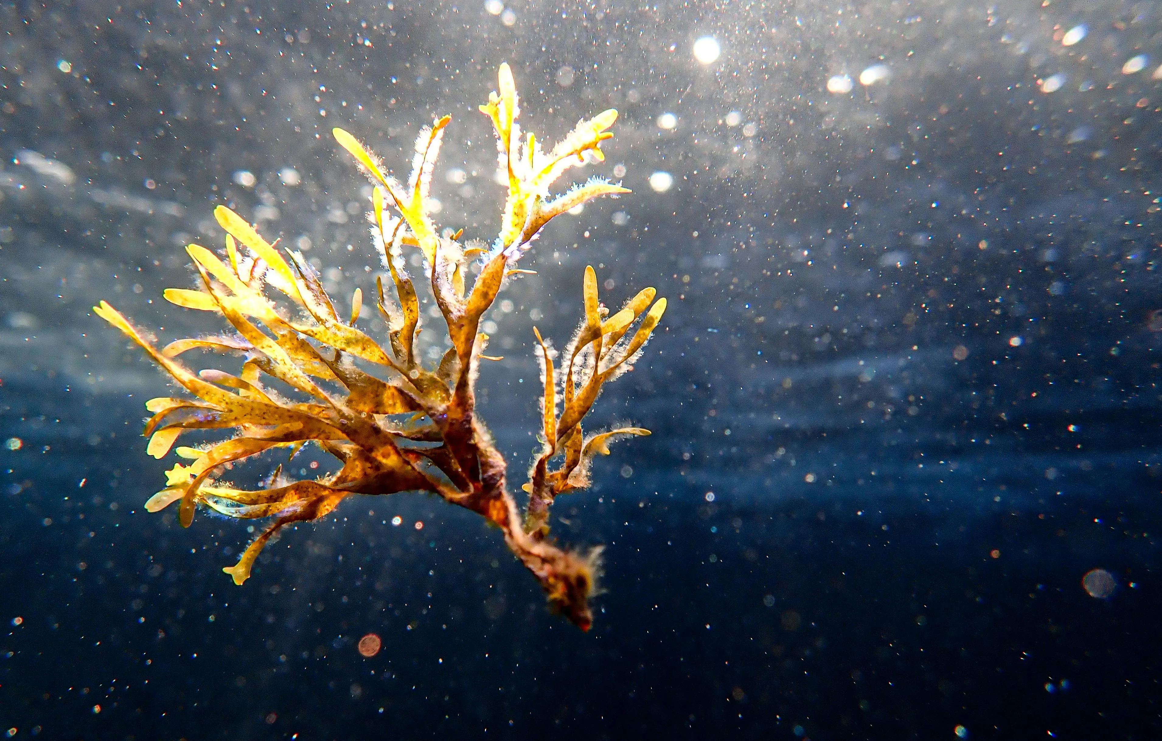 Come un'alga marina produce luce per 25 minuti senza consumare elettricità