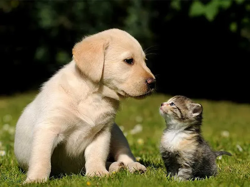 Educazione civica e rispetto per gli animali: strumenti concreti e formazione gratuita LAV per i docenti