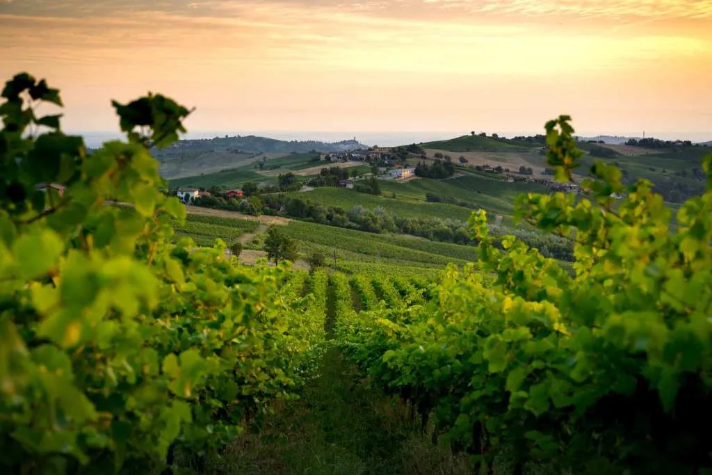 Oltrepò: I 160 Anni del Pinot Nero Celebrati con il Metodo Classico a Golferenzo