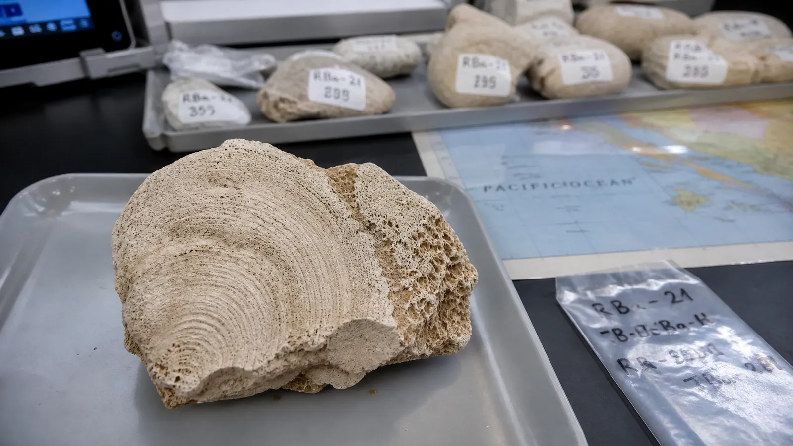 Coralli fossili delle Galápagos: 1000 anni di El Niño, il picco è ora