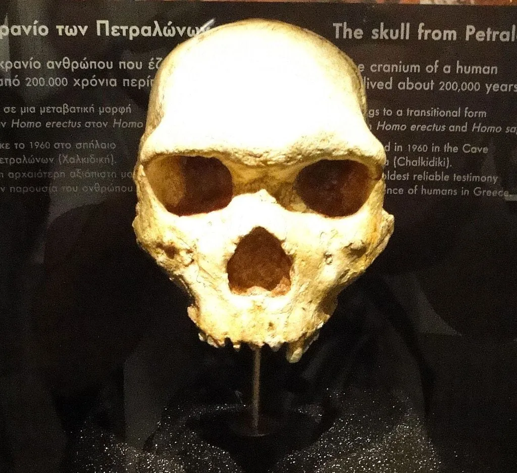 Nuove Scoperte sul Cranio di Petralona: Un Passo Avanti nell’Identificazione dell’Antico Ominide