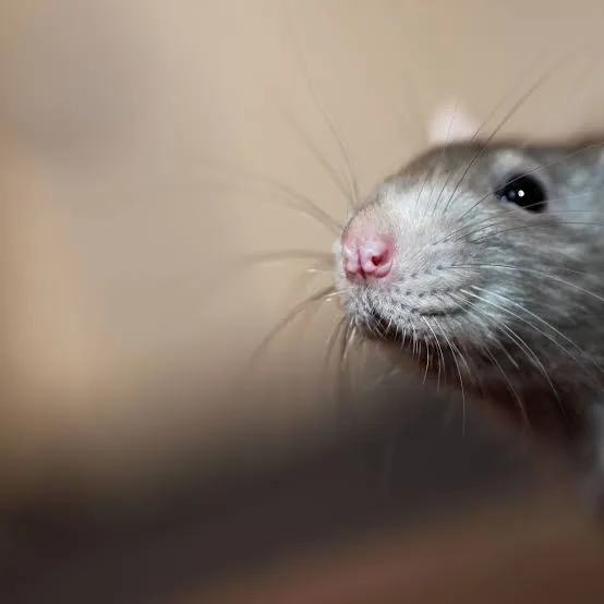 Dai topi di Harvard alla clinica: cosa dice davvero lo studio