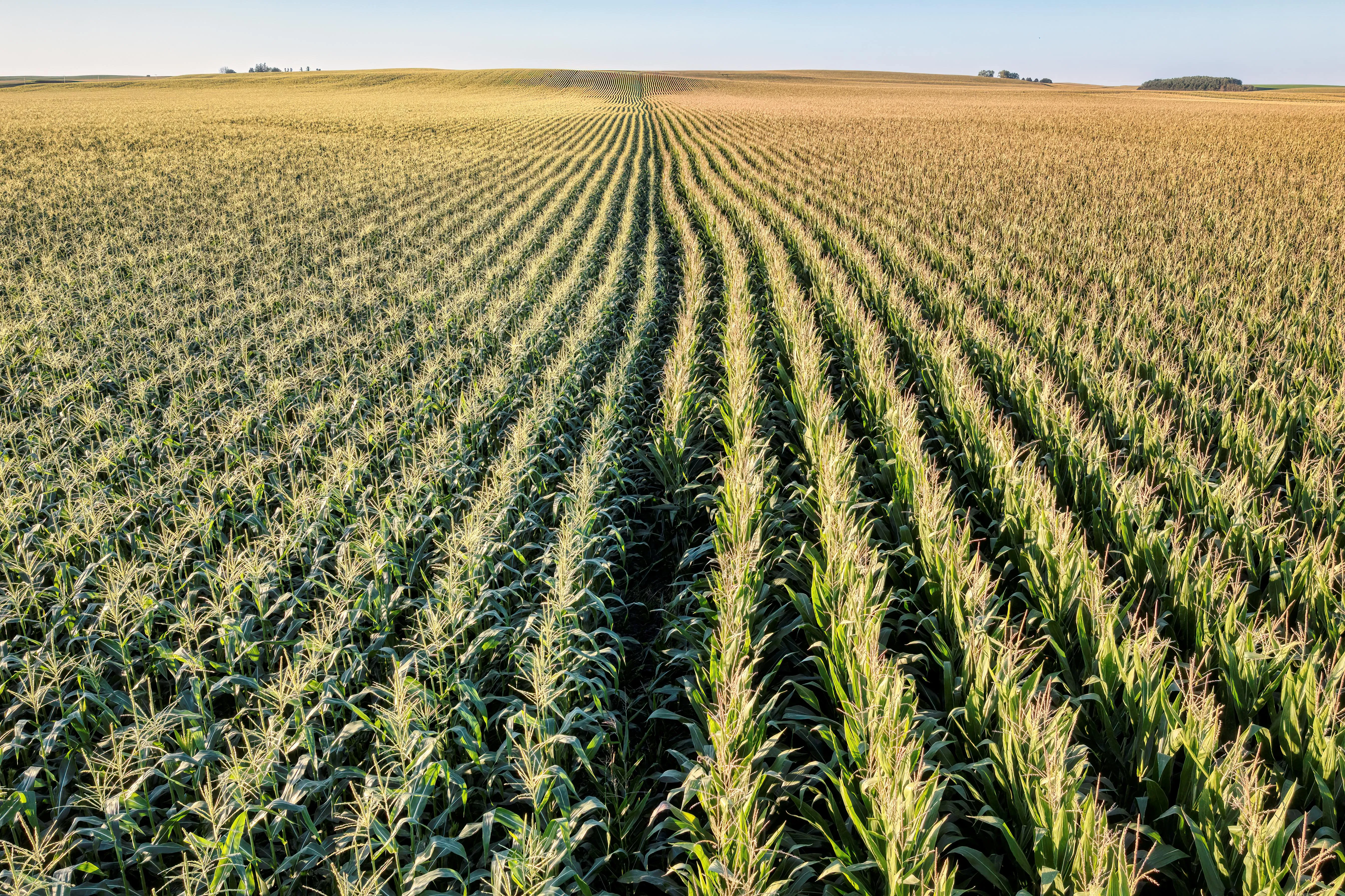 Divieto sul mais OGM: la Corte di Giustizia UE dà ragione all’Italia