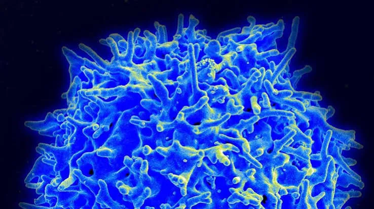 Dopo i 100 anni le cellule anti-cancro quadruplicano: cosa dice lo studio