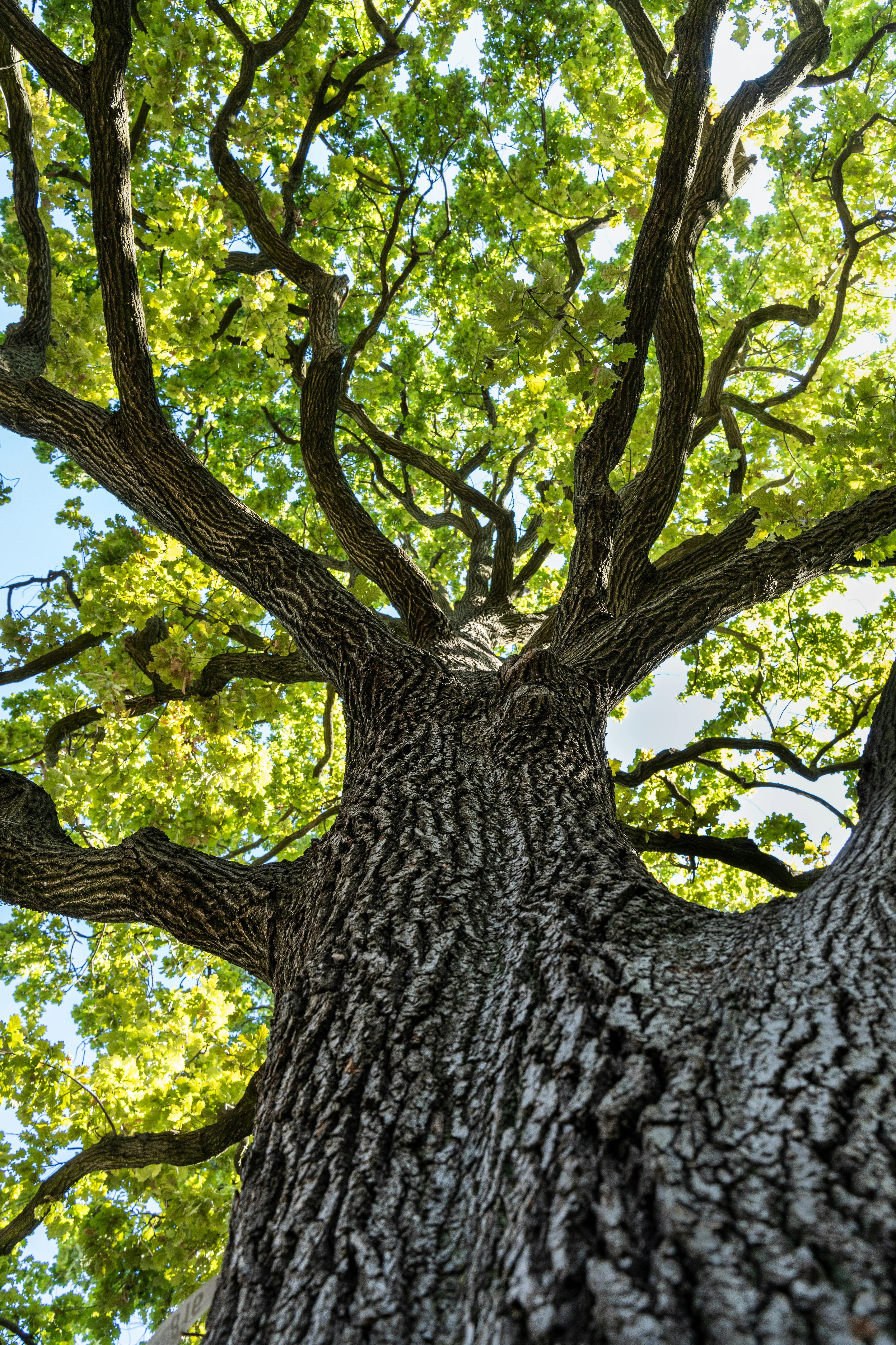 Dopo la peste nera 250 anni di rewilding nelle querce italiane
