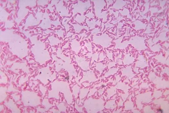 Duchenne, dai batteri intestinali una nuova pista terapeutica