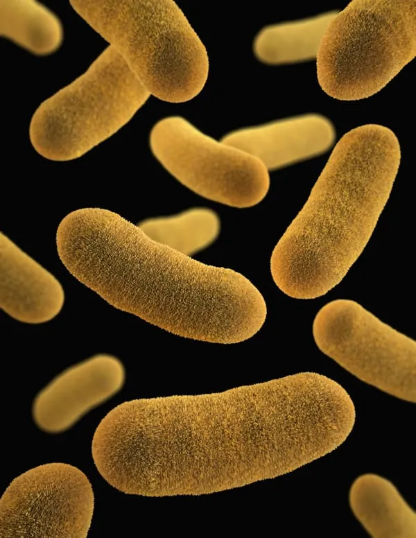 E. coli trasforma glicerolo di scarto in monomeri per il nylon