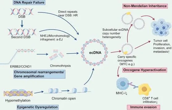 ecDNA e tumori: la fisica dei polimeri disinnesca l'oncogene MYC